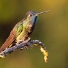 Kolibrik - Eugenes spectabilis - Talamanca Hummingbird o1668